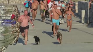 Dogs and owners compete in Croatian beach contest [upl. by Asin]