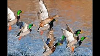 chasse aux canards ouverture 2020 2021 [upl. by Adnof]