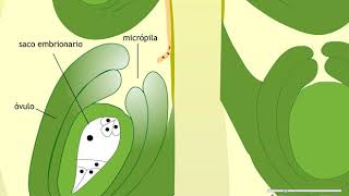 c wwwbiologiaeduar CICLO DE VIDA DE ANGIOSPERMAS gametofito masculino y fecundación [upl. by Velda]