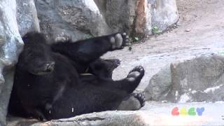 반달곰  Asiatic Black Bear [upl. by Platon392]