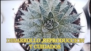 ALOE ARISTATA DESARROLLO Y REPRODUCCION [upl. by Atazroglam]