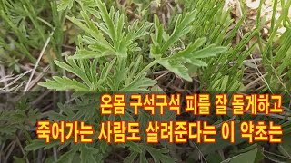 온몸 구석구석 피를 잘 돌게하고 죽어가는 사람도 살려준다는 이 약초는 [upl. by Morie]