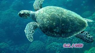 EgyptRedseaHawksbill sea turtleKarettschildkrĂśte Eretmochelys imbricata [upl. by Scrogan513]