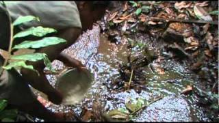 Pygmies fishing for crabs in a jungle stream [upl. by Aicram473]