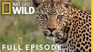 Leopards Rock Full Episode  Savage Kingdom [upl. by Nauhs468]