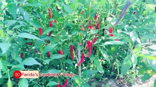 Harvesting green chillies in my Home Garden [upl. by Margherita776]