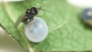 Parasitoid wasp chews its way out of a moth egg at The Caterpillar Lab [upl. by Dibrin]