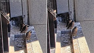 367 Collins St Falcons Chicks Stay Together as Parents Withhold Food in Prep for Fledge🦋2024 Nov 10 [upl. by Arraeic]