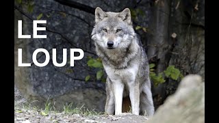 Le loup documentaire [upl. by Laemaj]