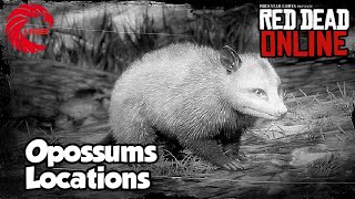 Virginia Opossums Locations rdr2 Online  Red Dead Online Virginia Opossums Location Guide [upl. by Cleasta757]