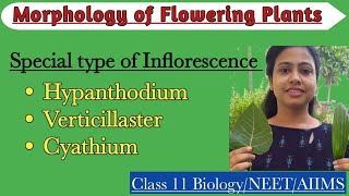 Special Type of InflorescenceHypanthidium Verticillaster CyathiumMorphology of Flowering Plants [upl. by Ayek]