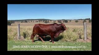 2024 Redline Brangus Fitzroy Crossing sale bulls Lot 176 Redline 23666 [upl. by Htrap]