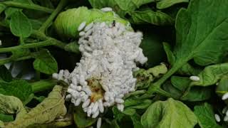 Tomato Hornworm Wasp Hatching [upl. by Naivaf]