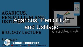 Agaricus Penicillium and Ustilago Biology Lecture  Sabaqpk [upl. by Anirual]