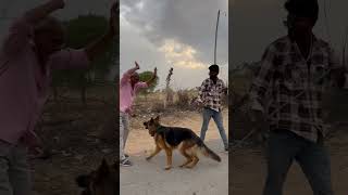 German dog training German Dog fight shorts ytshorts ytshorts [upl. by Einnel]