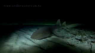 Shark TV  A SharkSchool Shark Night in the Bahamas  Tiger Beach with Erich Ritters SharkSchool [upl. by Mireielle661]