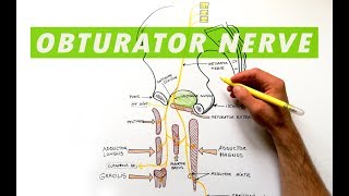 Obturator Nerve  Anatomy Tutorial [upl. by Mayworm936]