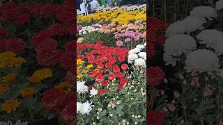 Flower exhibition AND Mela at Bhanubhawan mini vlog minivlogflowergarden flower [upl. by Alpheus]