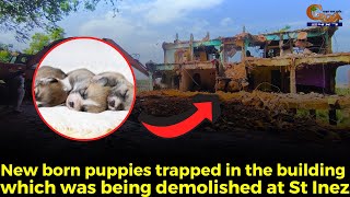 New born puppies trapped in the building which was being demolished at St Inez [upl. by Ayar]