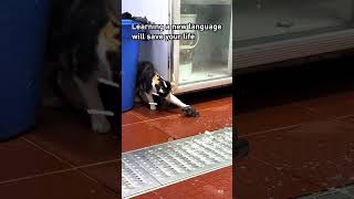 Frog knows how to meow funny viralvideo [upl. by Merc]