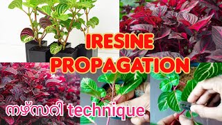 Iresine propagationHow to propagate chicken gizzard plantblood leaf plant [upl. by Rennold]