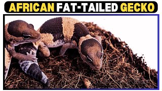 Everything You Need to Know About African FatTailed Geckos [upl. by Denni]