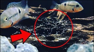 Firemouth Cichlid Breeding [upl. by Ajssatan]