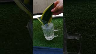 Snake Plant Propagation In Water [upl. by Narf]