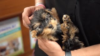 What to Know Before Buying a Puppy  Petland Florida [upl. by Alix]