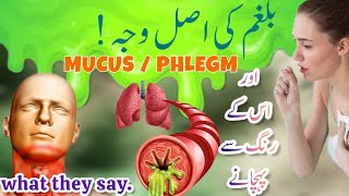 Causes of Constant Mucus  बलगम  Stop amp Clear Phlegm in Your Throat UrduHindi ‎infuber [upl. by Kariv954]