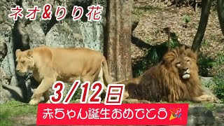 リリ花ちゃん出産おめでとう❤️ネオ君またパパに❣️赤ちゃん3頭🌟3月12日生まれ❤️【ライオン】とべ動物園にて [upl. by Darrej]