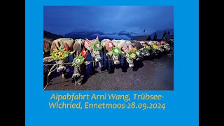 Alpabfahrt Arni Wang Untertrübsee  Wichried Ennetmoos vom 28092024 [upl. by Norad]