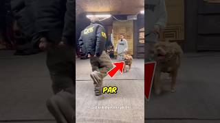 Chien militaire montre ses talents 🤯 [upl. by Latham907]