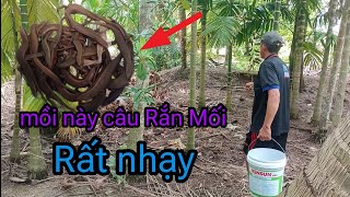 Dùng Thử Mồi Này Câu Rắn Mối Rất Nhạy  NI NGUYỄN TV 562 [upl. by Granthem59]