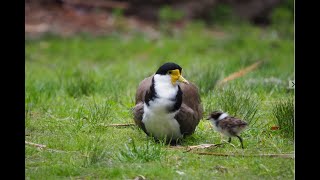 Baby Plovers Come Home [upl. by Ylicic]