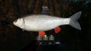 RF4  Belaya River Trophy Chub  200SHR Active Spot 3172024 [upl. by Otho]