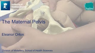 The Maternal Pelvis [upl. by Eyahc656]