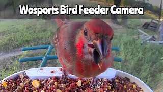 Wosports Bird Feeder Camera Sept 20 2024 [upl. by Atnek]