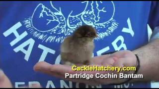 Partridge Cochin Bantam Chicken Breed [upl. by Errick690]