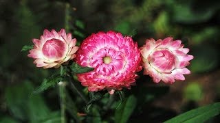 Top 10 Colorful StrawFlower Ever You Seen  Amazing Flowers VideoHD [upl. by Vassaux]