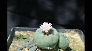 Lophophora williamsii [upl. by Llehcam]