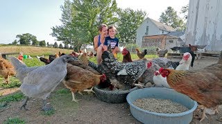 What it’s like to live with 85 chickens [upl. by Ilona]