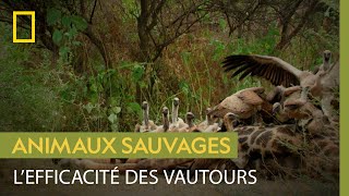 Les vautours nettoyeurs de la savane du Botswana [upl. by Sueddaht930]