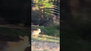 Coyote in Our Pasture [upl. by Adnah334]