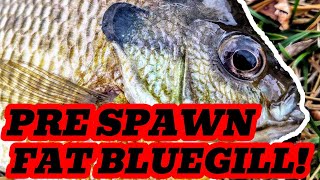 These BIG Bluegill and BIG Crappie were LOADED [upl. by Izy]