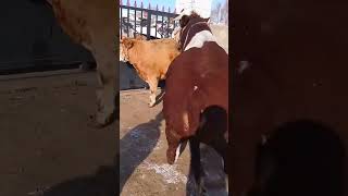 Record the daily life of cattle breeders Camel 45 [upl. by Hilarius]