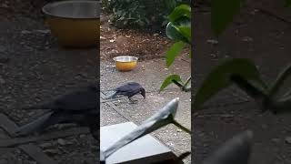 Cautious Cassius Does Lunch crow funny corvidfam sevenseesmusic2020 [upl. by Buerger978]