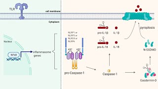 The Inflammasome [upl. by Renell]