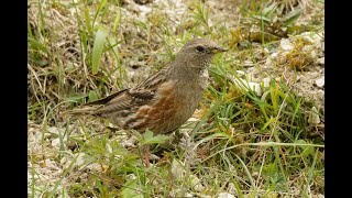 Alpine Accentor Pitstone Quarry Buckinghamshire 5524 [upl. by Brie]