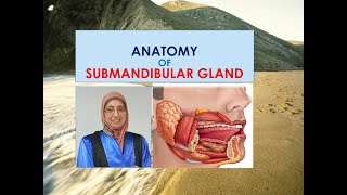 Anatomy of submandibular salivary gland [upl. by Ayojal293]